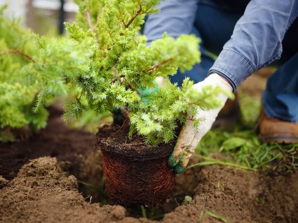 planting juniper plants northern ky tips 2