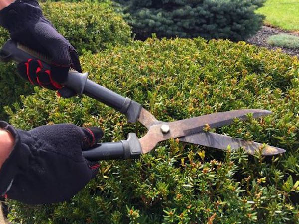 shrubbery trimming dry ridge ky