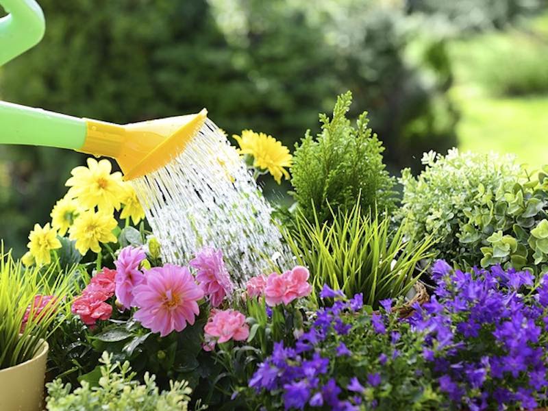watering plant care dry ridge ky watering plant care dry ridge ky